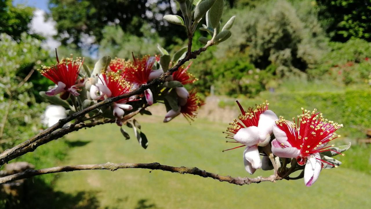 Poggiolindo B&B Capodimonte Luaran gambar